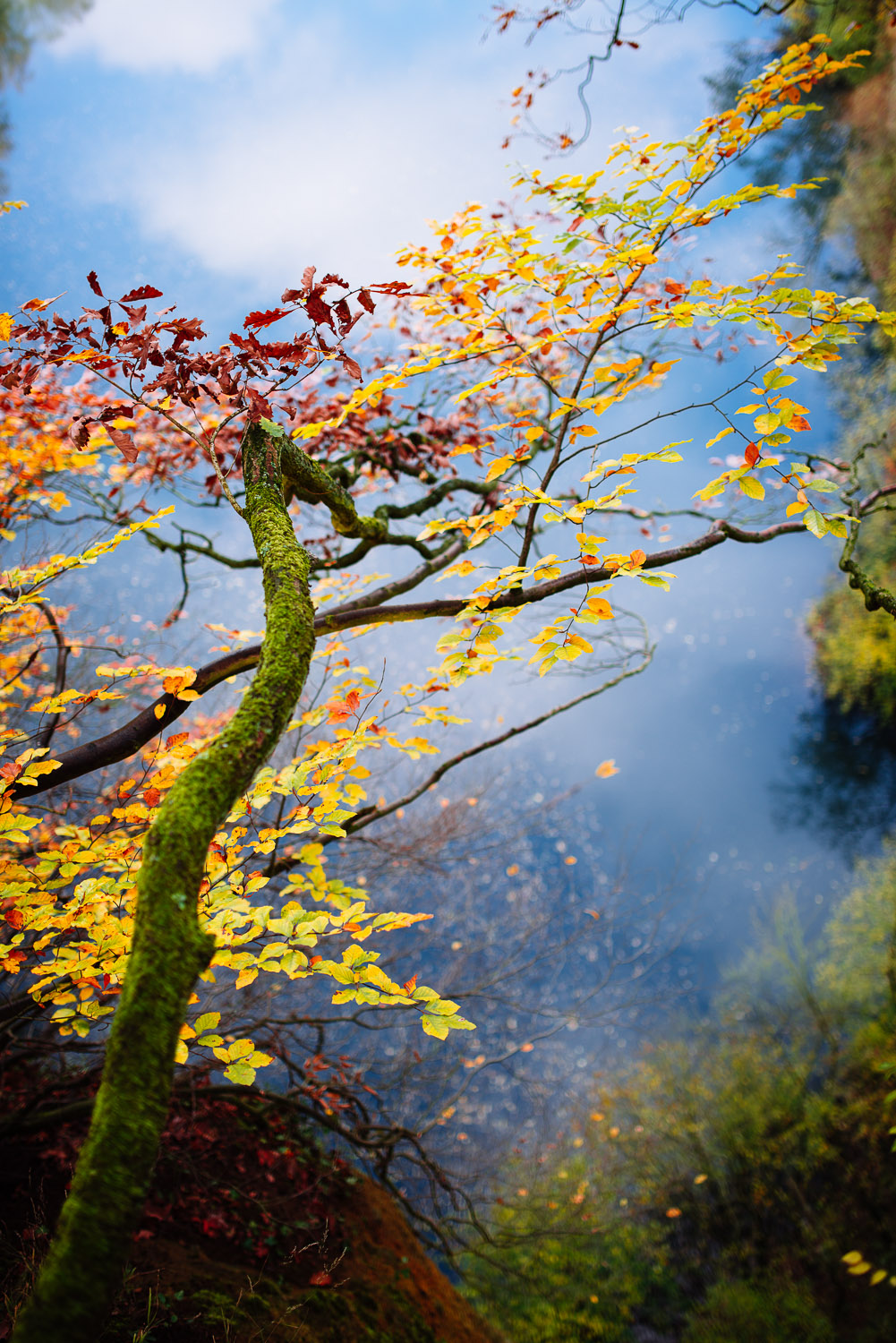 herbst bonn spaziergang dornheckensee