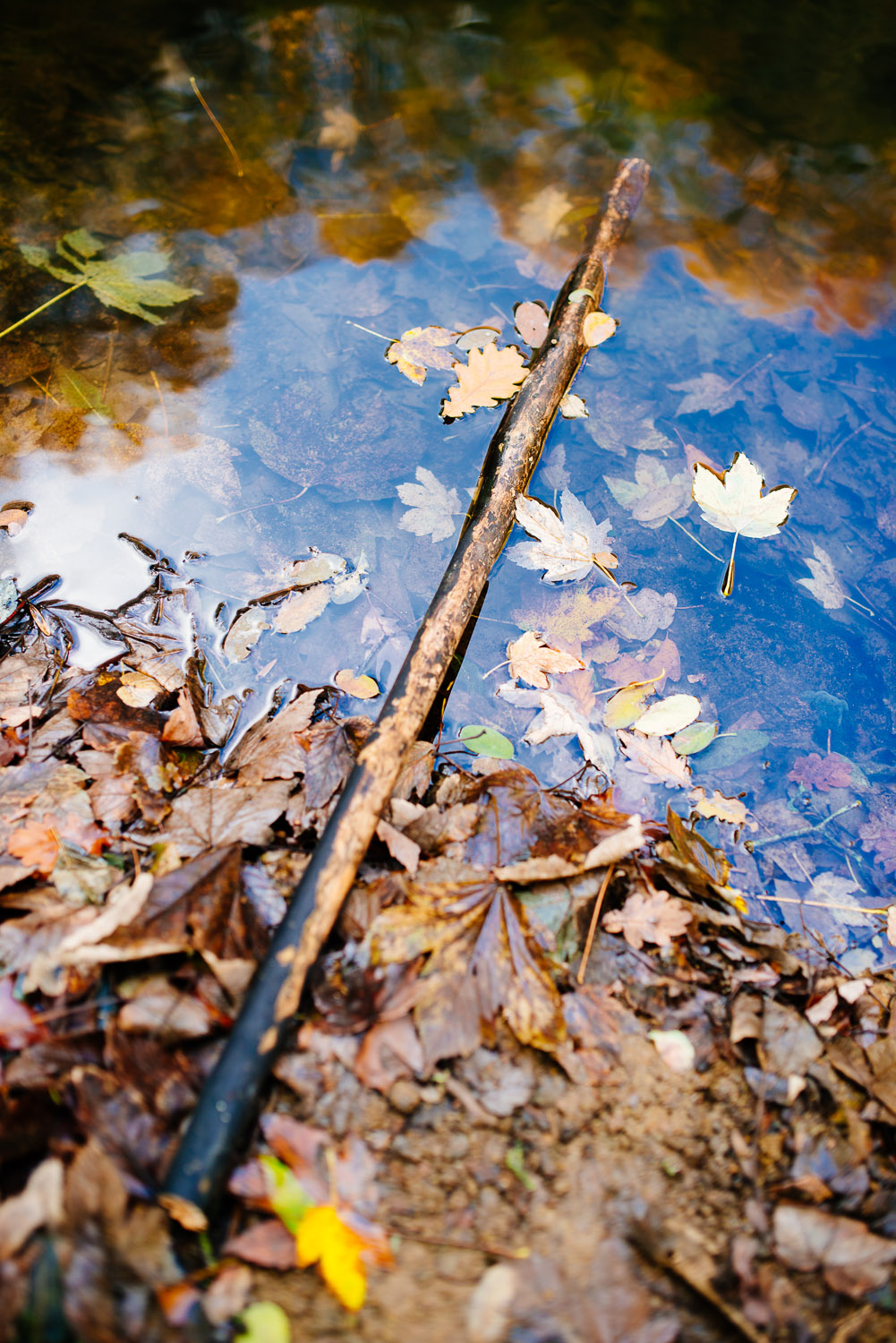 herbst bonn spaziergang dornheckensee