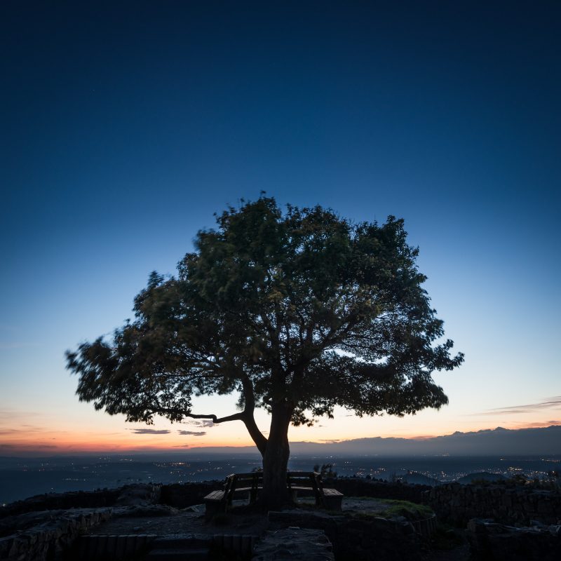 Einsamer Baum an der Löwenburg